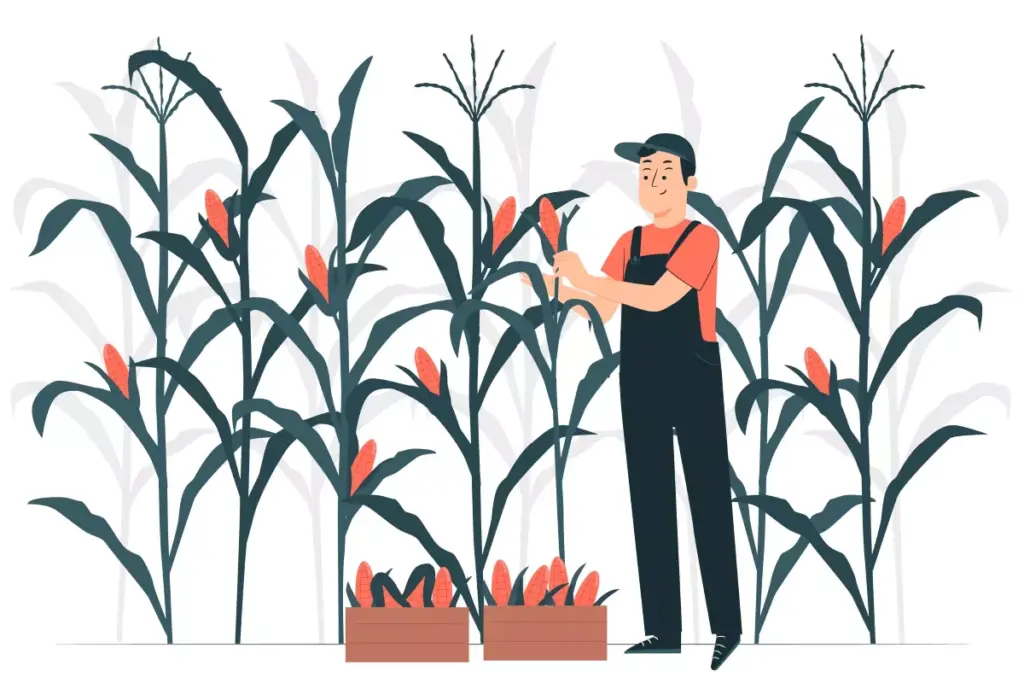 Ilustração de trabalhador agrícola colhendo milho, representando o tema de como implementar trabalho intermitente no setor agrícola, com foco em práticas modernas de contratação.